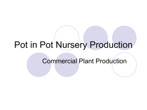 Pot in Pot Nursery Production