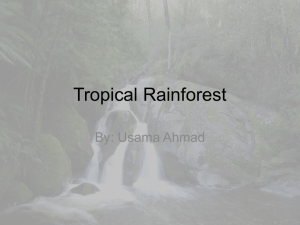 Tropical Rainforest - 18-131