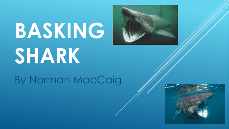 Basking Shark Poem Printable