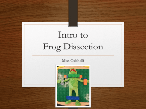 Frog Dissection Directional Terms