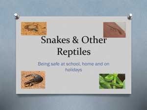 Snakes & Other Reptiles - Kororoit Creek Primary School