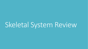 Skeletal System Review