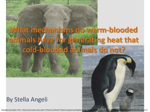 What mechanisms do warm-blooded animals have for