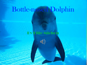 dolphin ellie