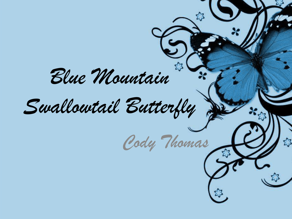Blue Mountain Swallowtail   missdannocksyear20biologyclass