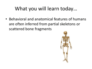 Calculating Clues From Bones