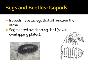 Bugs and Beetles: Isopods