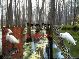 Snowy Egret by matthew shea