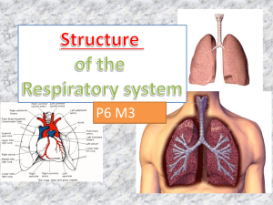 Structure of the Respiratory system