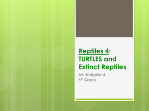 TURTLES and Extinct Reptiles