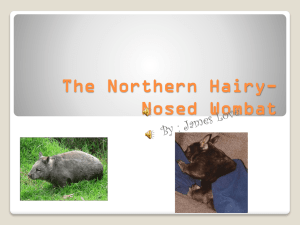 The Southern Hairy-Nosed Wombat