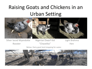 Raising Goats and Chickens in an Urban Setting