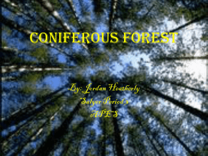 Coniferous Forest - Rachel V Salyer`s Blog