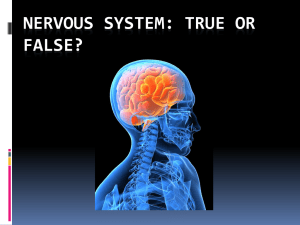 Nervous System True or False Intro