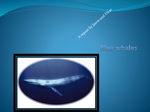 Blue whales - World is your oyster