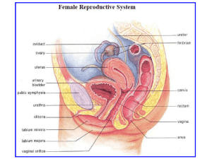 The Female Reproductive System (PowerPoint)