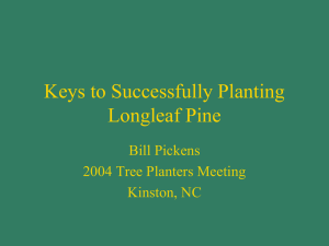 Keys to Successfully Planting Longleaf Pine Powerpoint