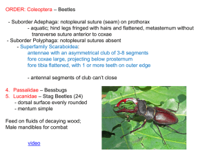 Coleoptera - eweb.furman.edu