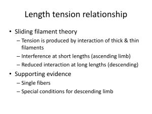 Length tension relationship