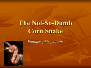 The not-so-dumb Corn Snake