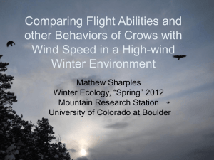 Comparing Flight Abilities of Crows and Ravens in a High