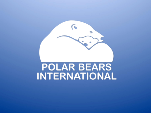 all_about_polar_bears_4-8