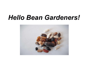 Bean Varieties - Teaching Seeds