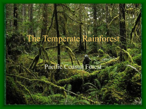 The Temperate Rainforest