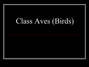 Class Aves (Birds) - Milwaukee Lutheran High School