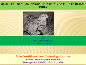 quail farming as diversification venture in rural