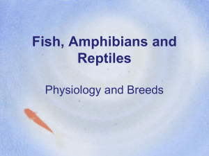 1 Fish, Amp, Rep Phys and Breeds