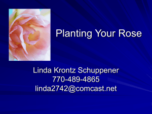 Planting Your Rose