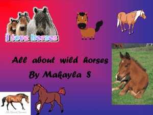 All about wild horses