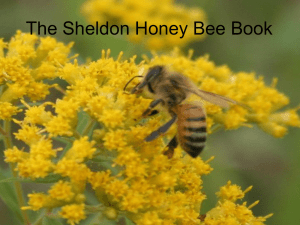The Sheldon Honey Bees - Toronto Outdoor Education Schools