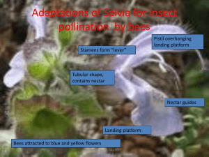 Adaptations of Salvia for insect pollination by bees