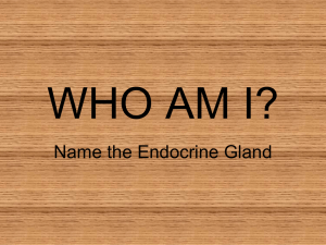 Who_am_I_glands