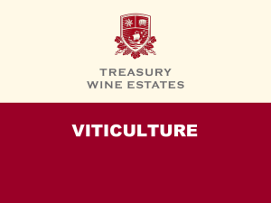 viticulture - Treasury Wines