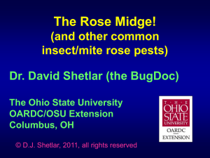 Rose Midge - The Ohio State University