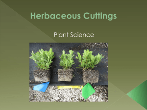 Herbaceous Cuttings - NAAE Communities of Practice