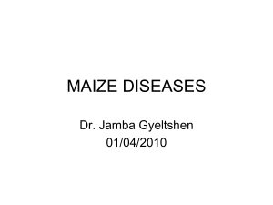 MAIZE DISEASES