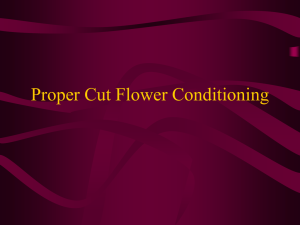 Cut Flower Conditioning