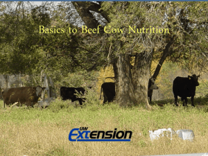 Basics to Small Farm beef cow nutrition