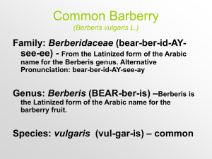 CommonBarberry (Berberis vulgaris L.)