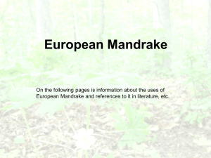 on the european mandrake a