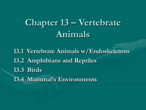 Chapter 13 â€“ Vertebrate Animals
