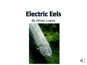 Ethan- Electric Eel - Legend Springs Kindergarten