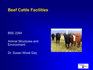 Beef Cattle Facilities