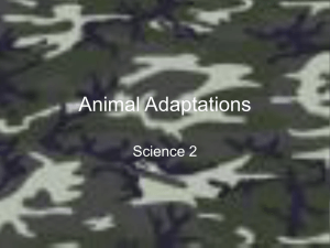 Animal Adaptations 2