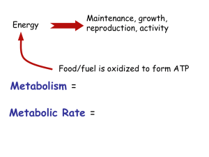 What factors affect an animal`s metabolic rate?