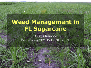 Sugarcane Weed Management